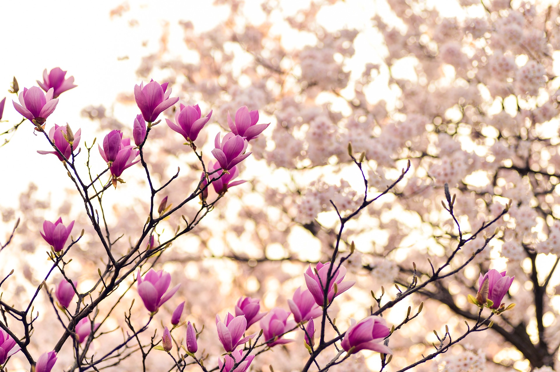 Psychosynthesis counselling brighton